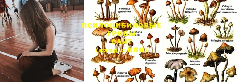 Галлюциногенные грибы Magic Shrooms  Борисоглебск 